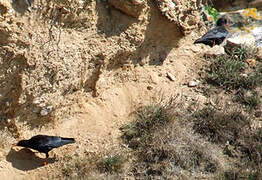 Red-billed Chough