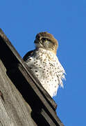 Malagasy Kestrel