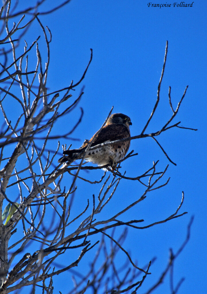 Malagasy Kestrel, identification