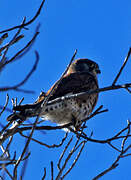 Malagasy Kestrel