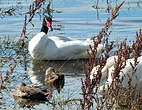 Cygne à cou noir