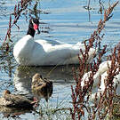 Cygne à cou noir