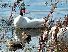 Black-necked Swan