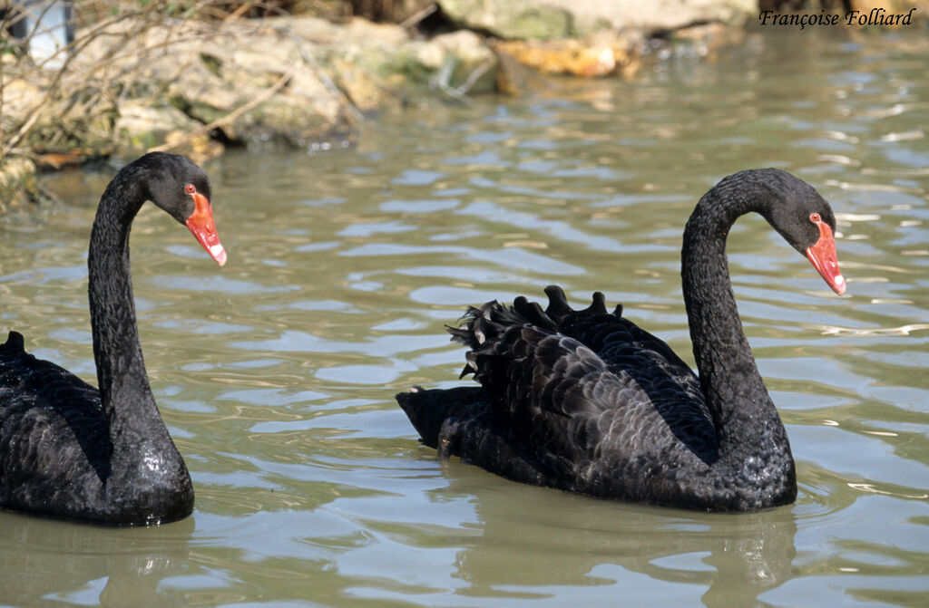 Black Swanadult, identification