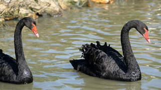 Cygne noir