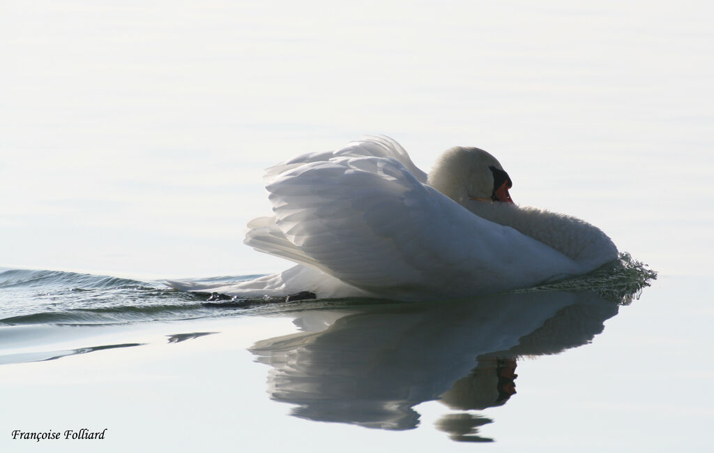 Cygne tuberculé mâle adulte, identification
