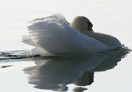 Cygne tuberculé