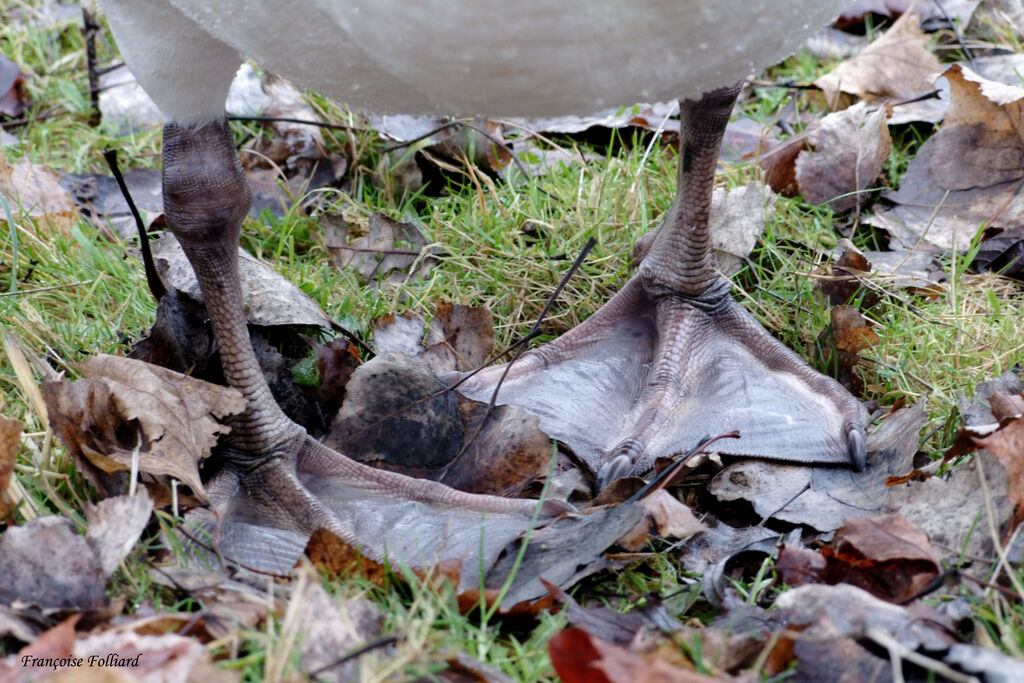 Mute Swan, identification