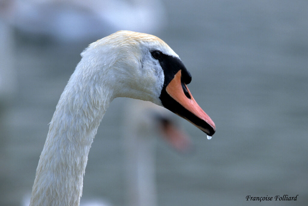 Mute Swan male adult, identification