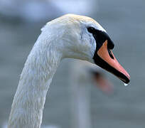 Cygne tuberculé