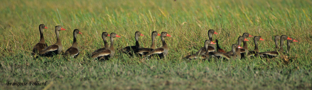 Dendrocygne à ventre noiradulte, identification