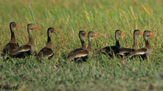 Black-bellied Whistling Duck