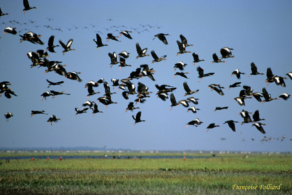 Dendrocygne à ventre noiradulte, Vol