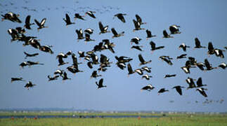 Black-bellied Whistling Duck