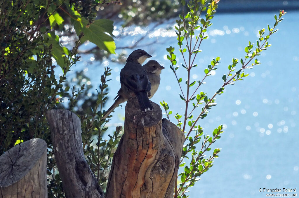 Common Diuca Finchadult