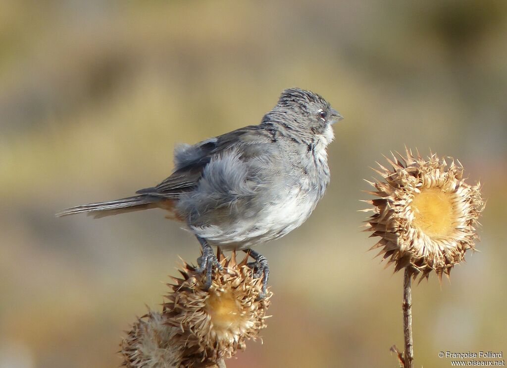 Diuca Finch