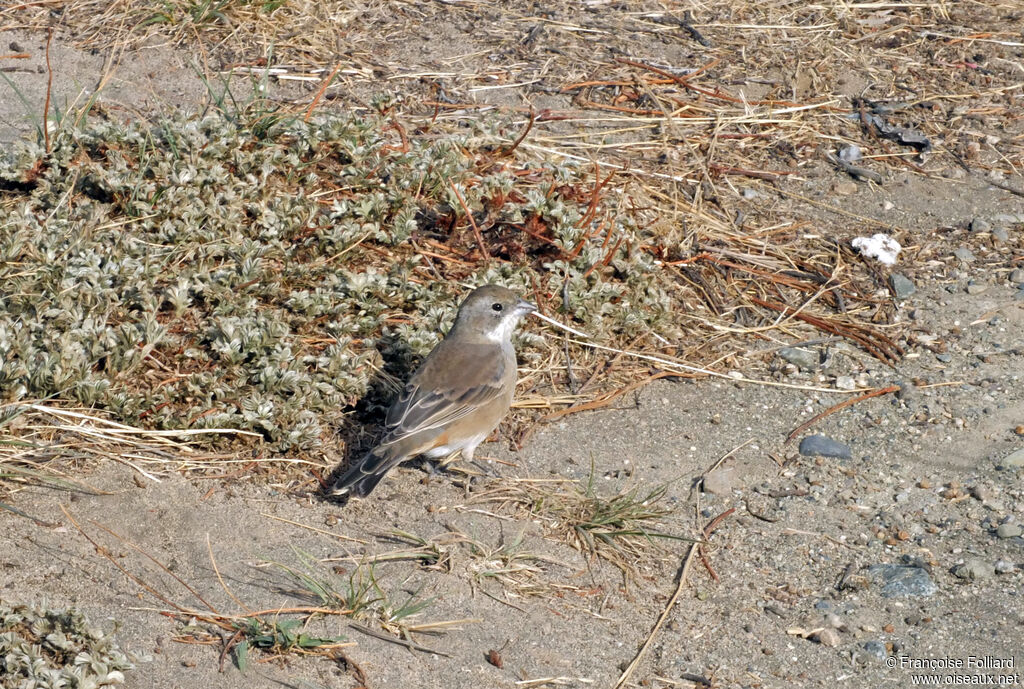 Common Diuca Finchadult