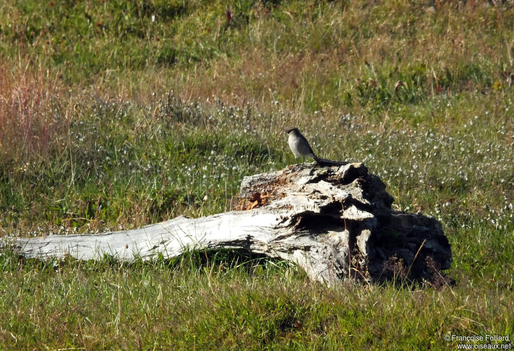 Dark-faced Ground Tyrant