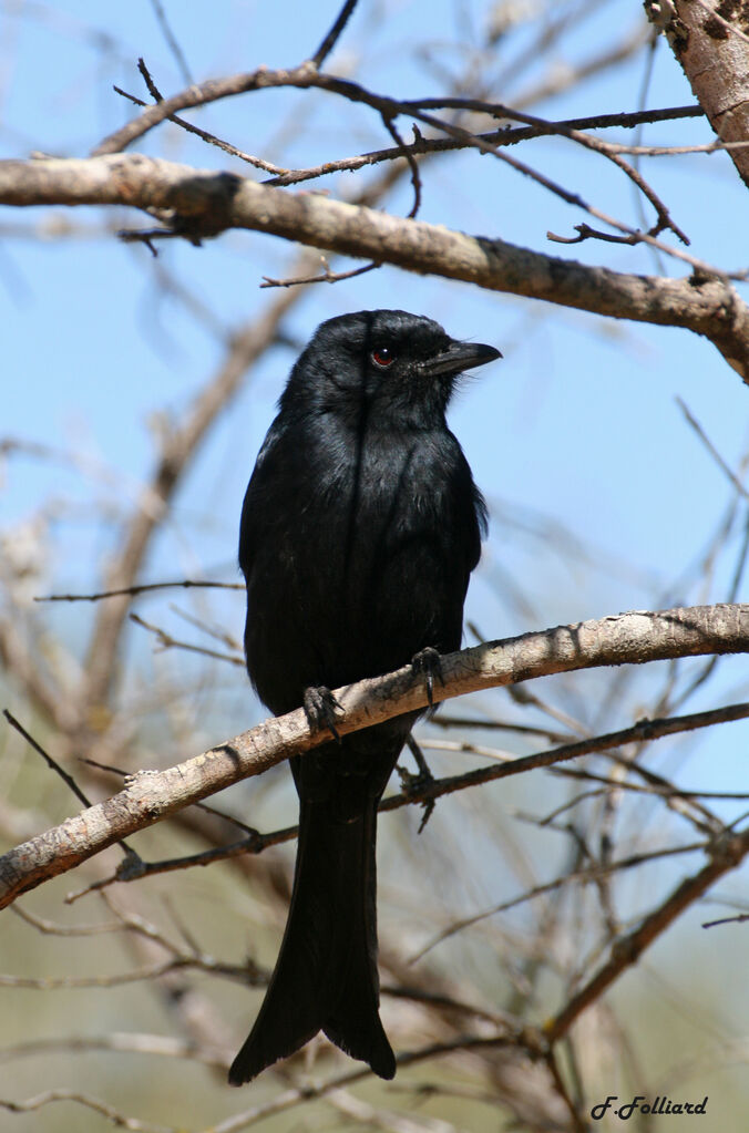 Fork-tailed Drongoadult, identification