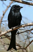 Fork-tailed Drongo