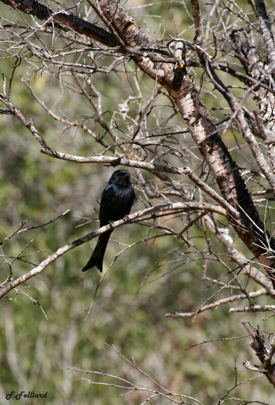 Fork-tailed Drongoadult, identification