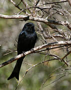 Fork-tailed Drongo