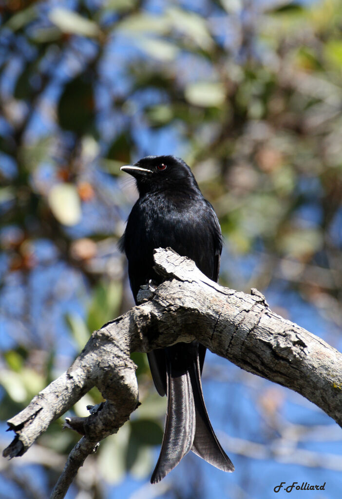 Fork-tailed Drongoadult, identification