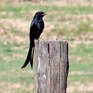 Drongo royal