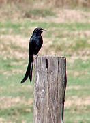 Black Drongo