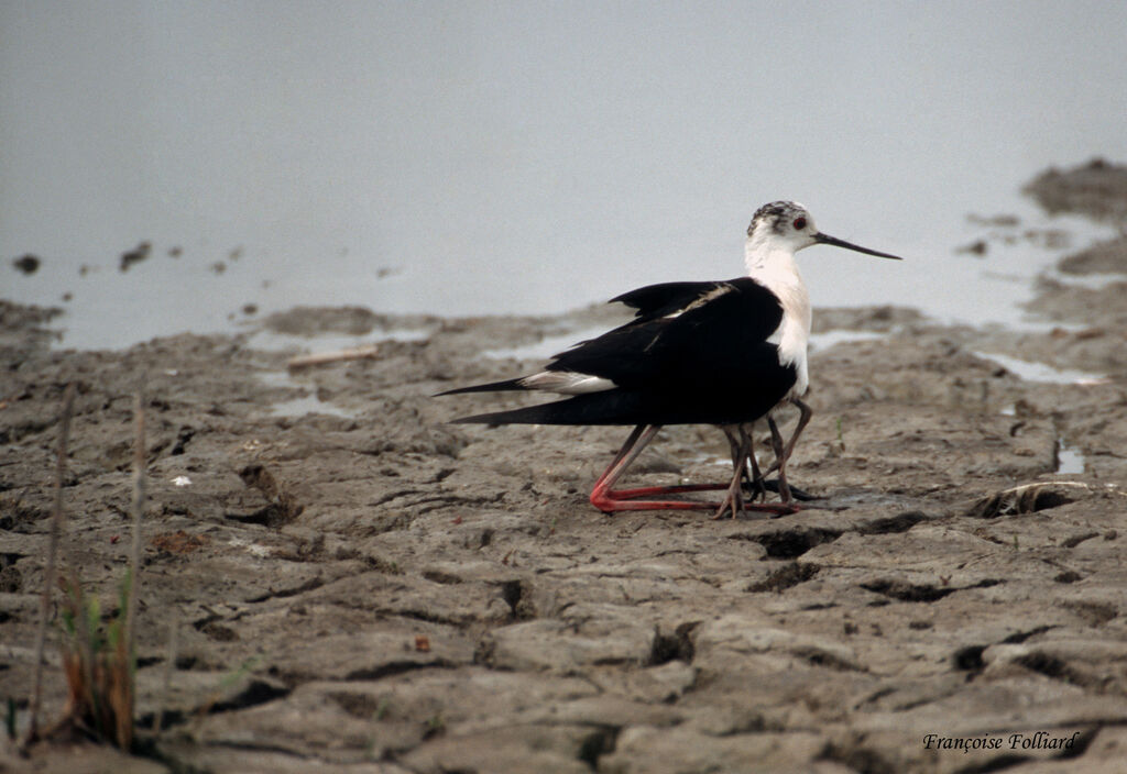 Black-winged Stiltadult, Behaviour