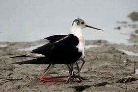 Black-winged Stilt