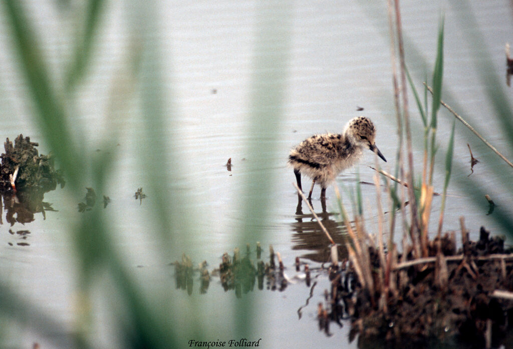 Black-winged StiltFirst year, identification