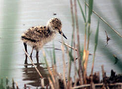 Black-winged Stilt