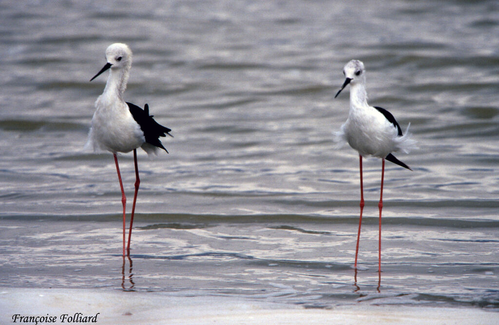 Black-winged Stiltadult, identification