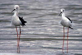 Black-winged Stilt