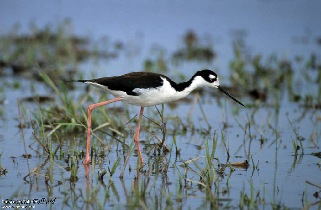 Black-necked Stiltadult, habitat, pigmentation, walking, Behaviour