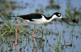 Black-necked Stilt