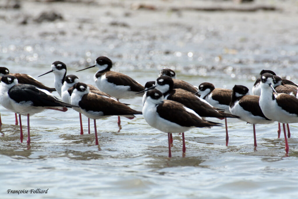 Black-necked Stiltadult, identification, Behaviour