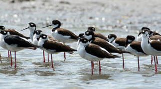 Black-necked Stilt