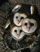 American Barn Owl