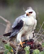 Black-winged Kite