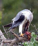 Black-winged Kite