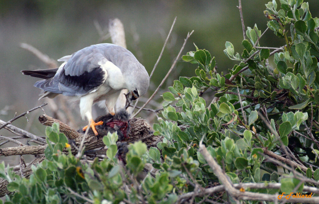 Black-winged Kiteadult, feeding habits