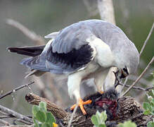 Black-winged Kite