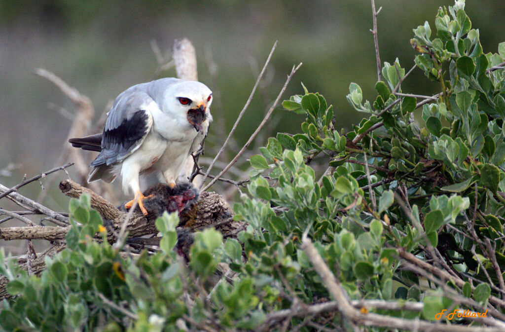 Black-winged Kiteadult, feeding habits