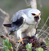 Black-winged Kite