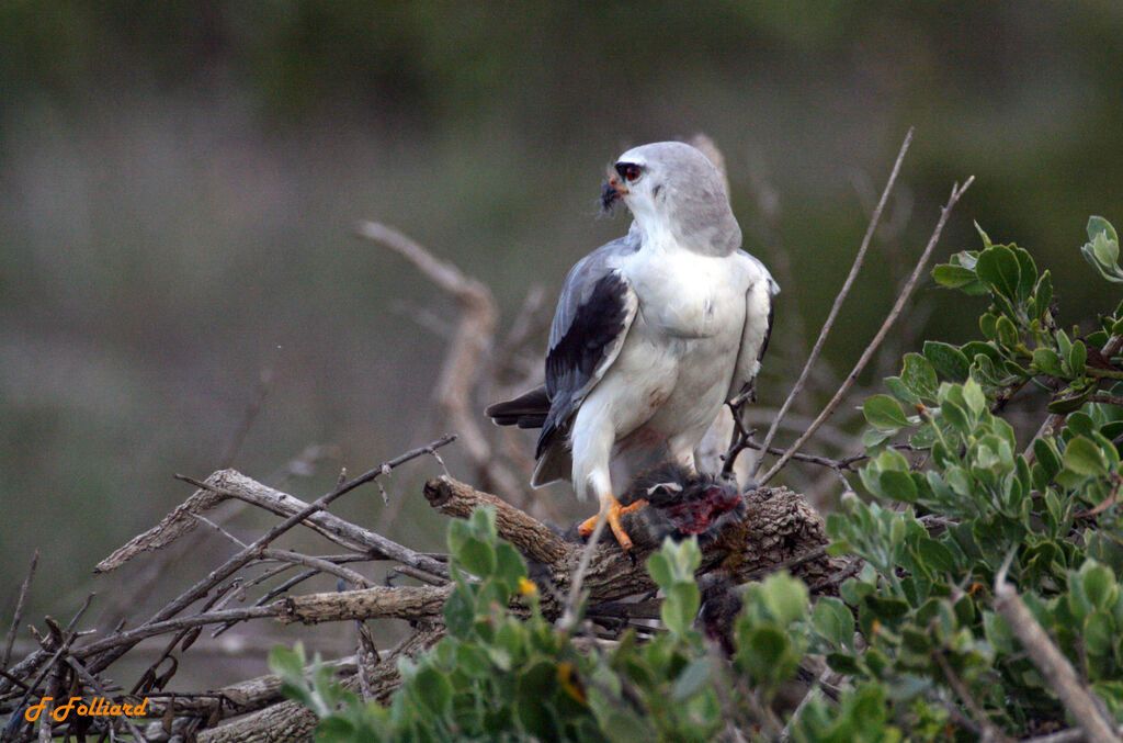 Black-winged Kiteadult, feeding habits