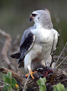 Black-winged Kite