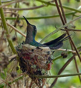 Cuban Emerald