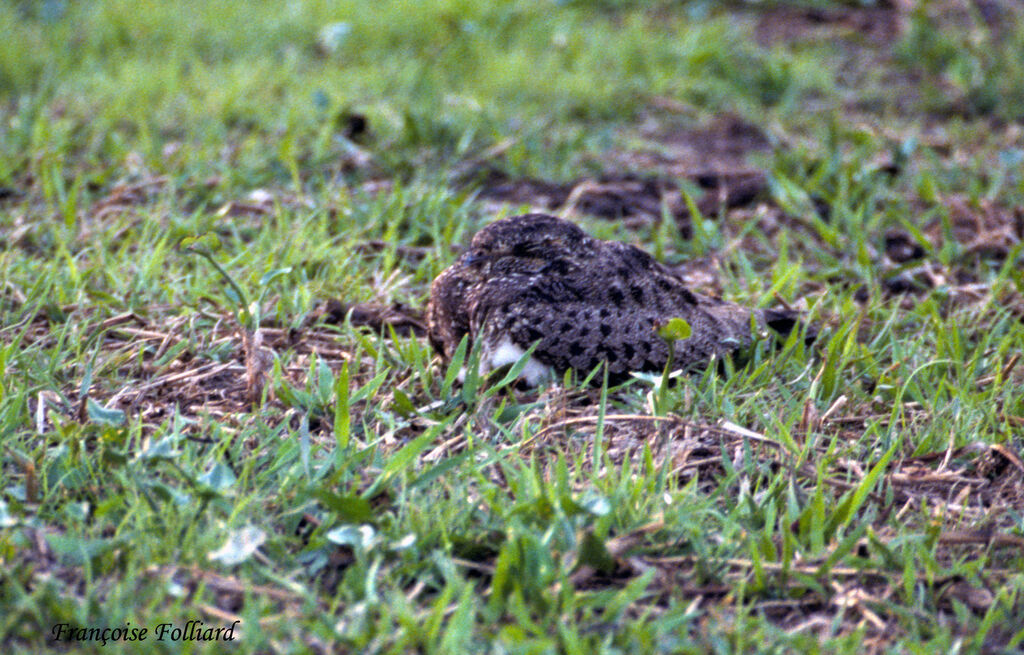 Nacunda Nighthawk, identification